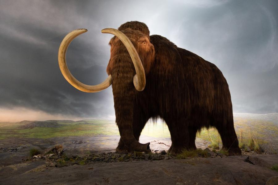 Maqueta de un mamut lanudo en el Royal BC Museum