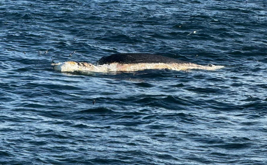 Ballena muerta en aguas uruguayas prospección sísmica