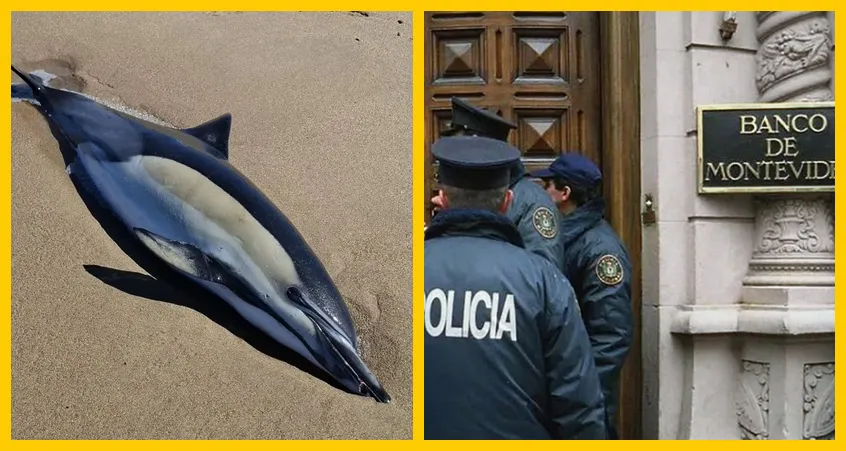 Delfín muerto a peirano, prospección en Uruguay